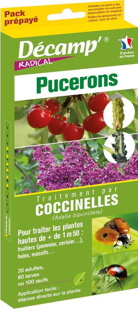 Coccinelle adalia bipunctata contre pucerons