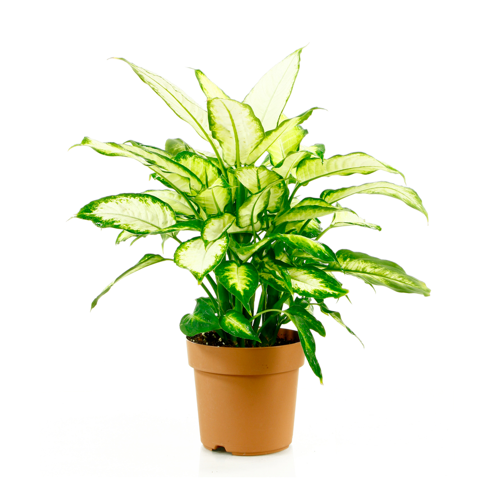 Dieffenbachia Camilla 