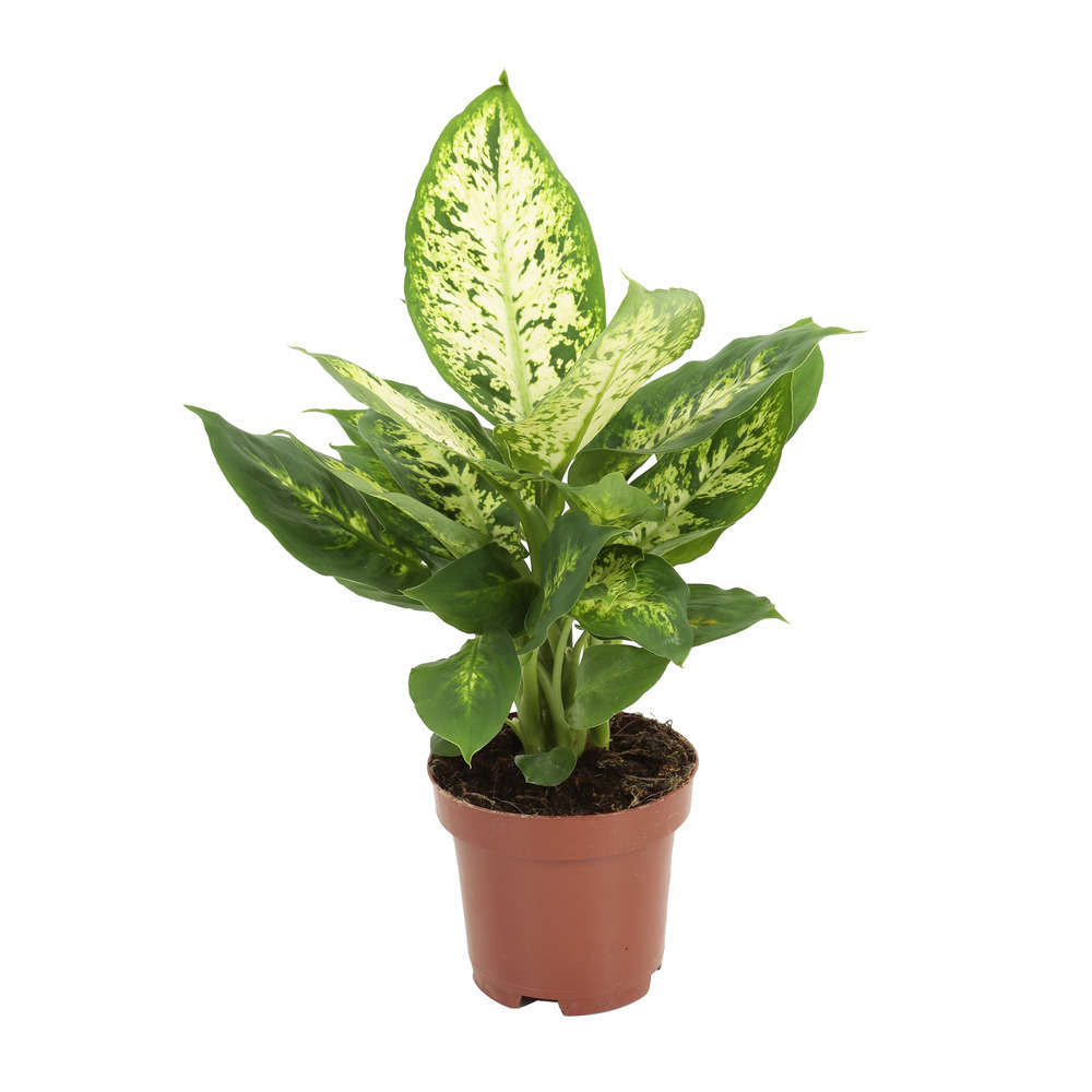 Dieffenbachia Compacta : Hauteur 40 cm