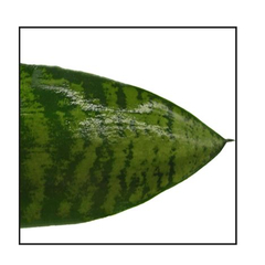 Sansevieria Zeylanica : hauteur 50/70 cm