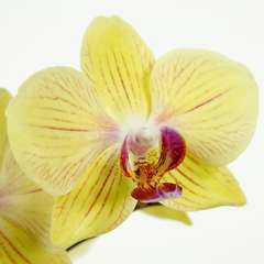 Orchidée Phalaeonopsis mutiflora 2 tiges - pot D.12 cm