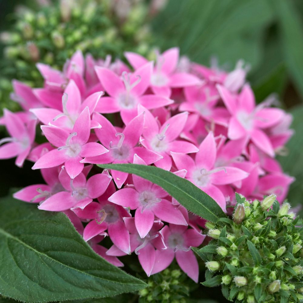 Pentas : D17 cm - Coloris variables