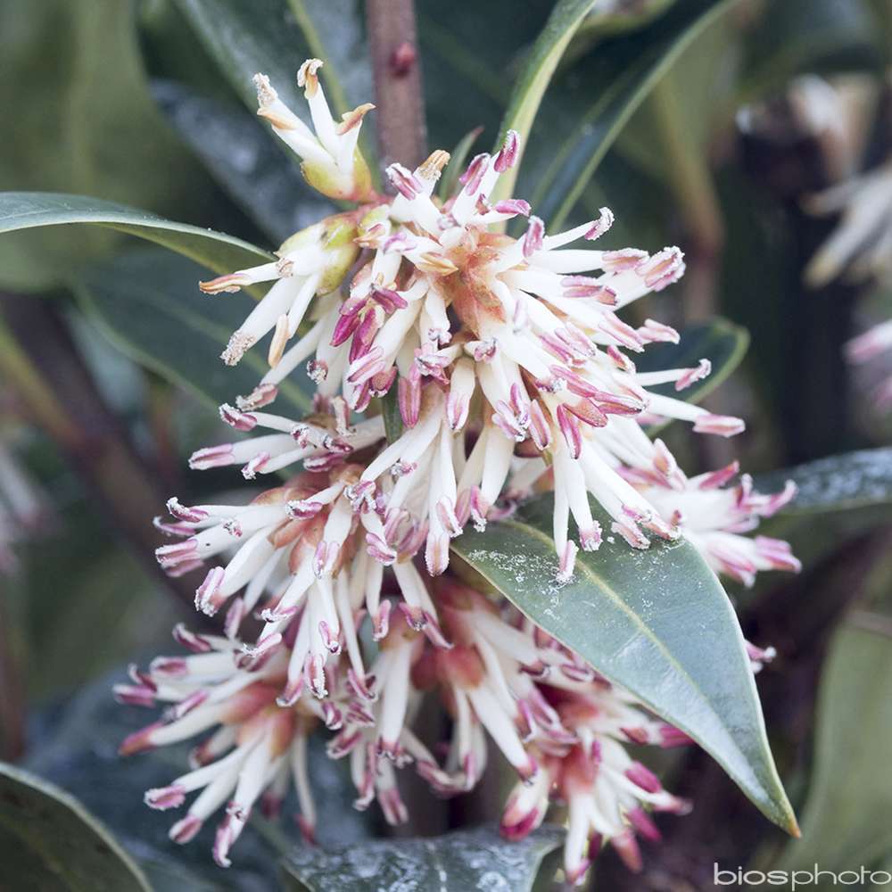 Sarcococca hybride 'Winter Gem' : conteneur 4 litres
