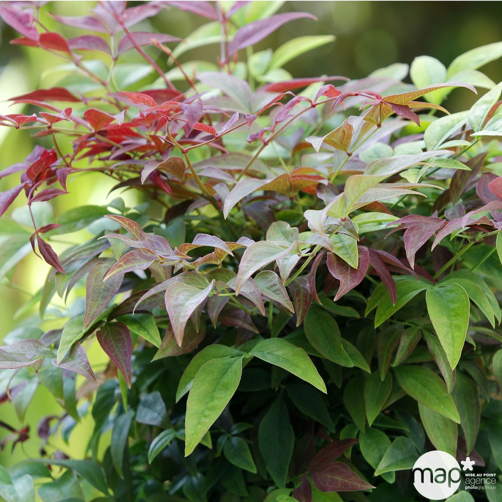 Nandina Domestica 'Obsessed ® Seika':Tffe pot 5L