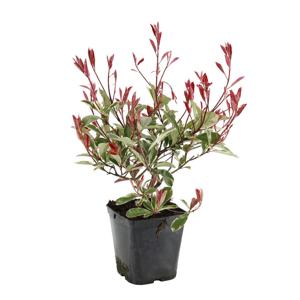 Photinia x fraseri ' Pink Marble ':conteneur 5 litres