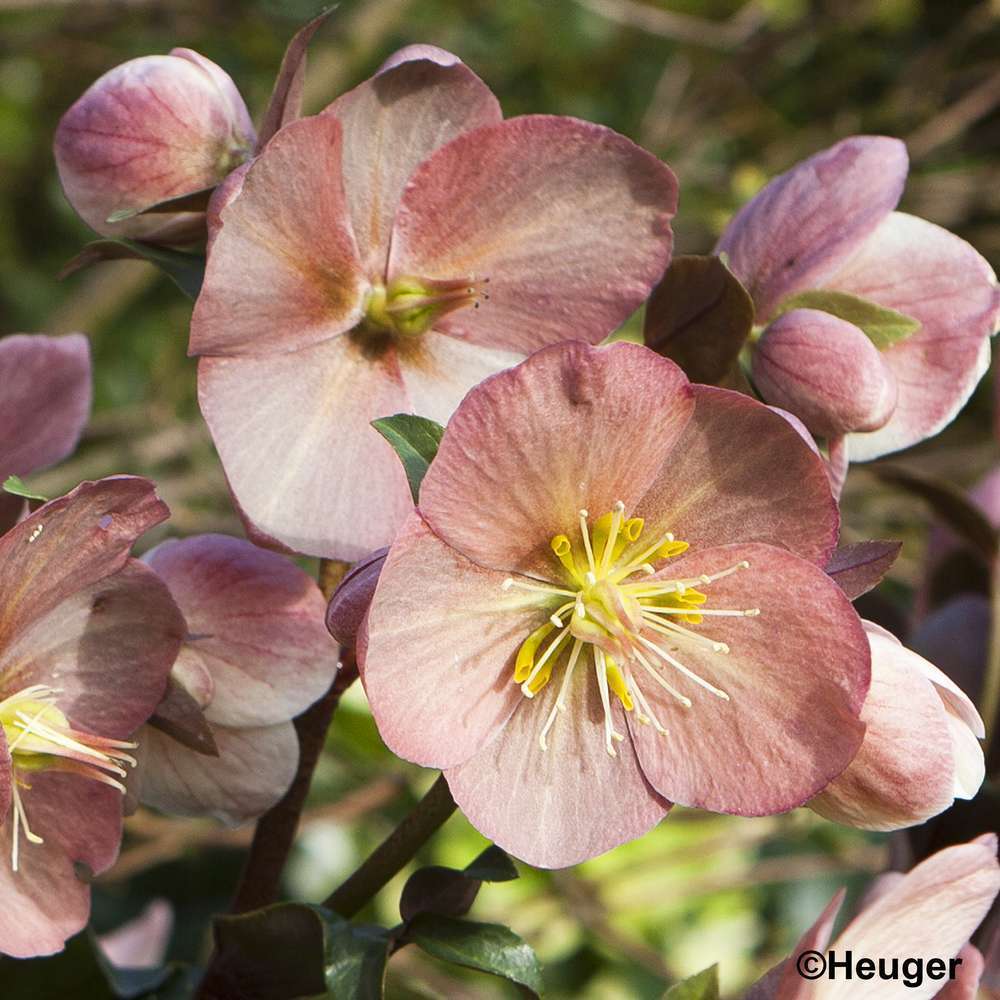 Hellébore HGC® MAESTRO® pot 1,5L