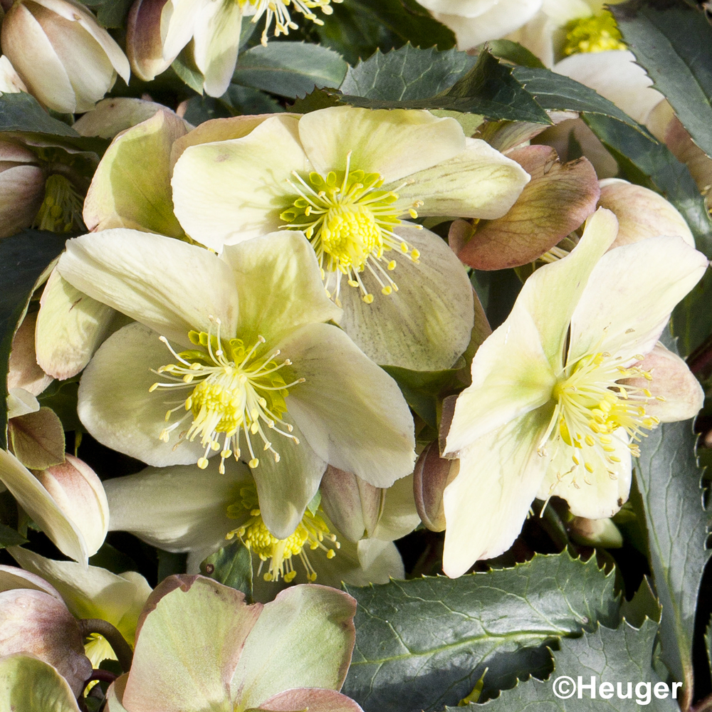 Hellébore HGC® MONTE CHRISTO® pot 1,5L