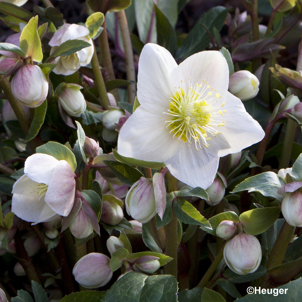 Hellébore HGC® SNOW DANCE® pot 2L