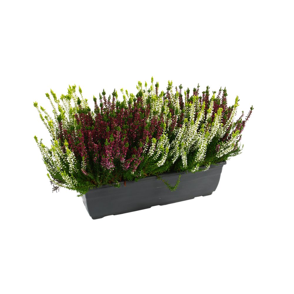 Callune 'Beauty Ladies' : trio, jardinière 40 cm