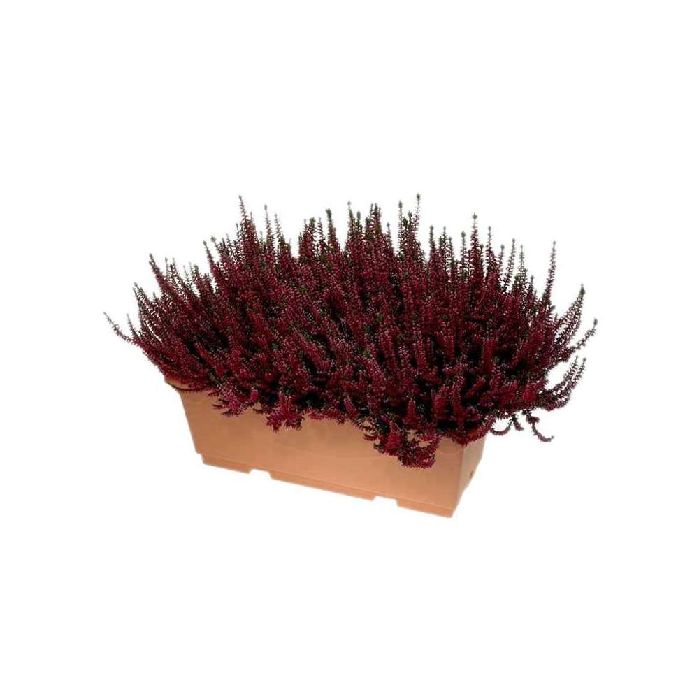 Callune 'Beauty Ladies' : jardinière 40 cm