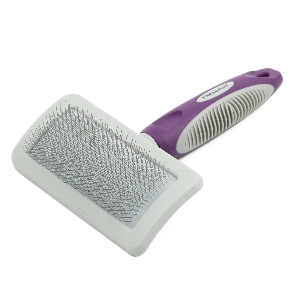 Carde chien L Paradisio