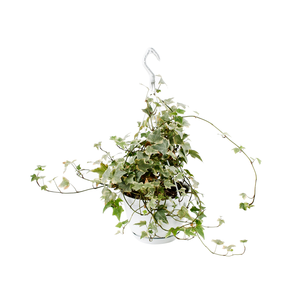 Lierre : plante Ø18cm, en suspension