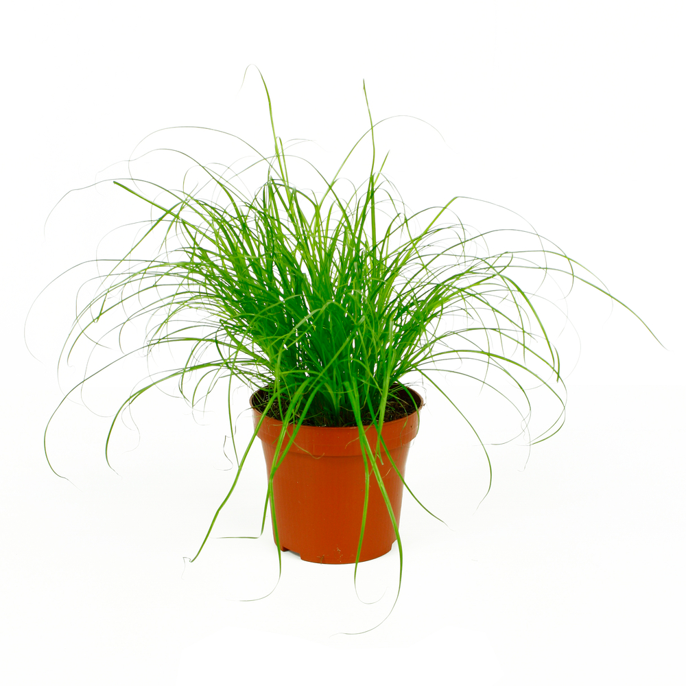 Herbe à chat, diamètre 12 cm