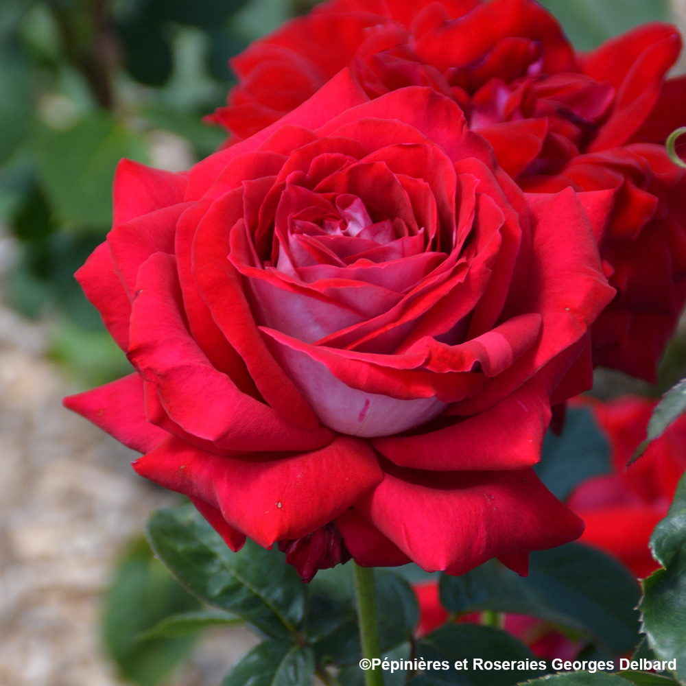 ROSIER BUISSON G.DELBARD C5L-(484031)