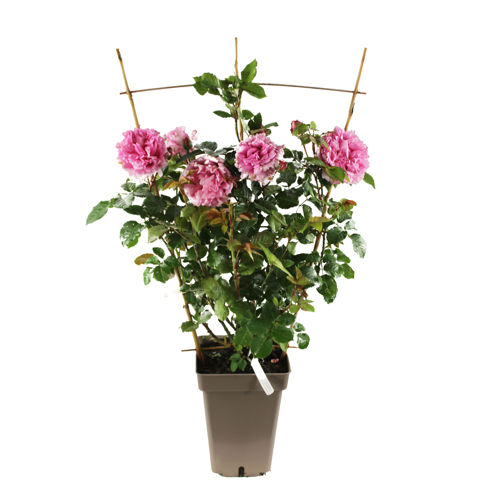 Rosier grimpant Georges Delbard : pot de 7L