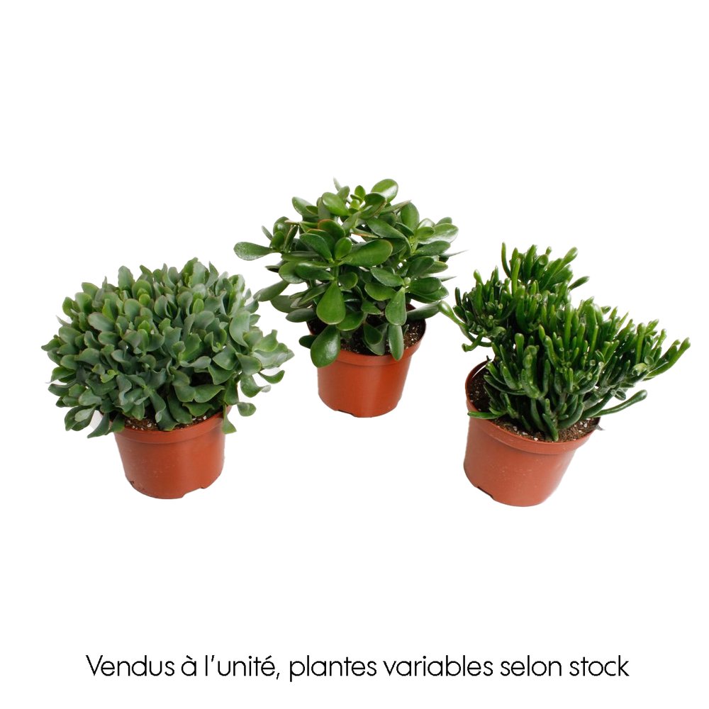 Crassula mix - Pot D 17cm