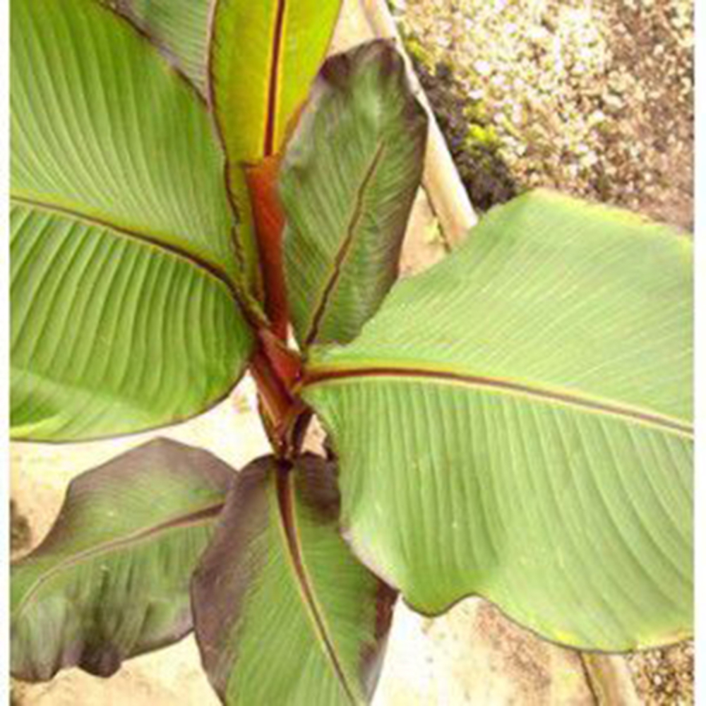 Musa ensete ' Maurelii ' : conteneur 5 litres