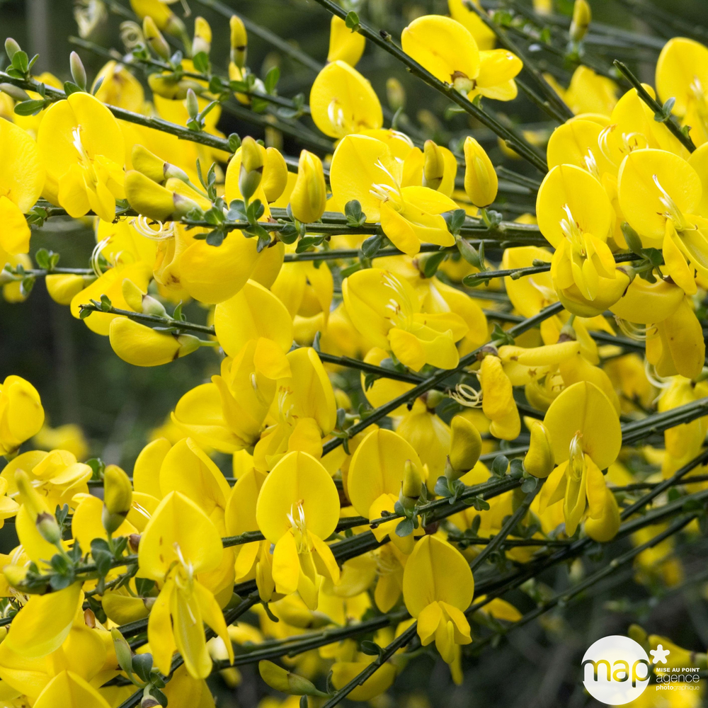 Cytisus scoparius : pot 4L