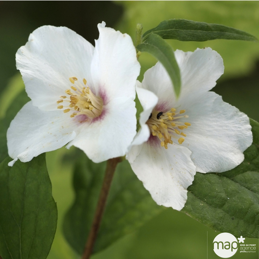 Philadelphus x ' Belle Etoile ' : conteneur 4 litres