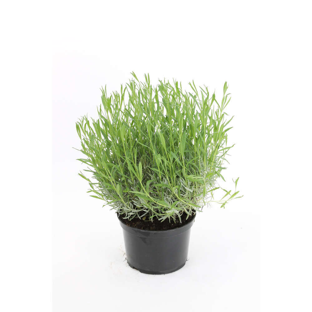 Lavandula x intermedia ' Dutch ' : conteneur 7 litres