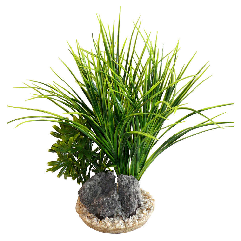 Décoration d'aquarium : Acorus rock