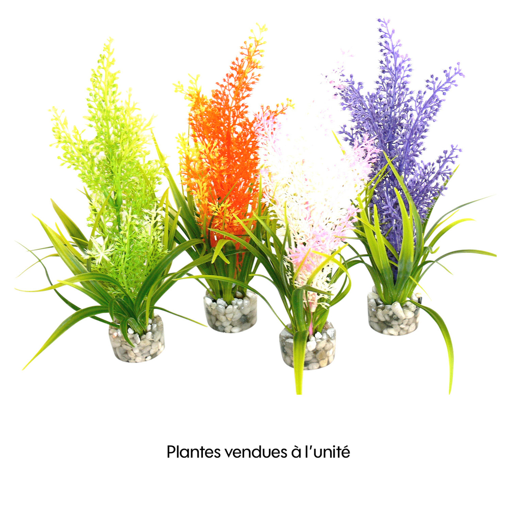 Décoration d'aquarium : Plante Tropica