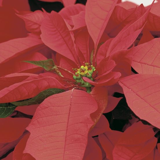 Poinsettia : bractées rouges, pot d.9cm