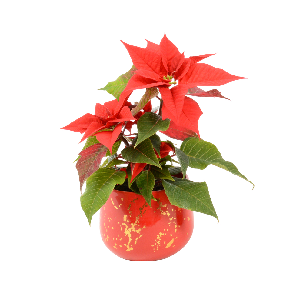 Poinsettia : bractÃ©es rouges, pot d.9cm