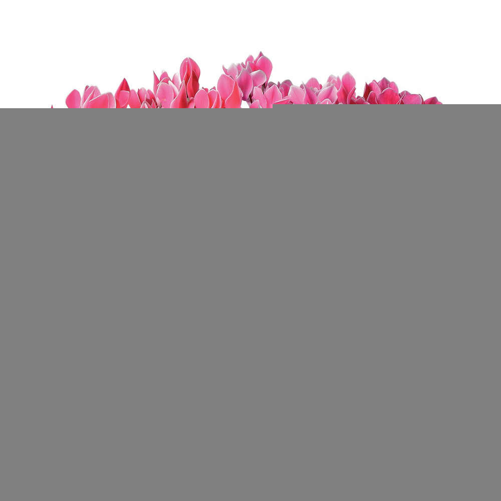 Cyclamen de Perse : jardinière 40 cm