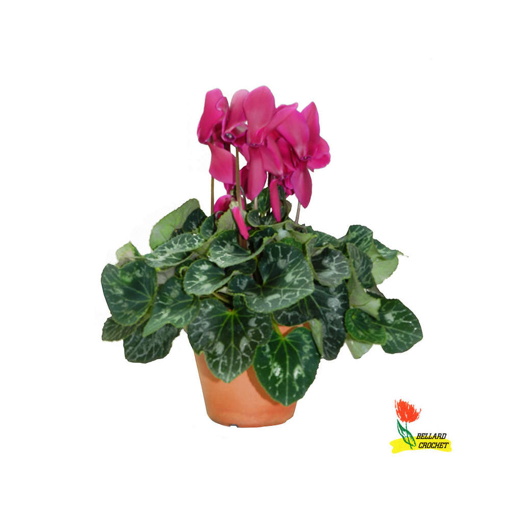 Cyclamen : Pot terre cuite D.15cm - Coloris variables