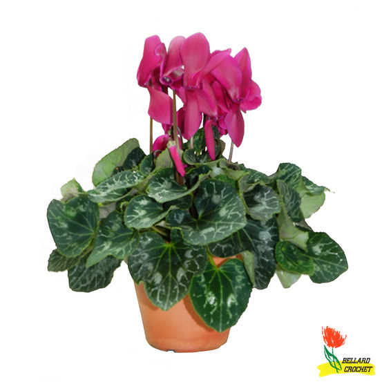 Cyclamen : Pot terre cuite D.15cm - Coloris variables