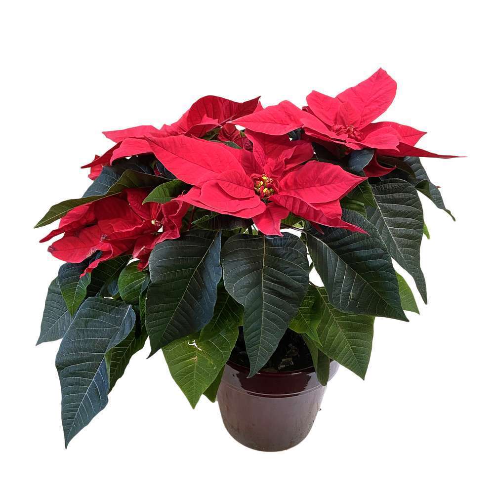 Poinsettia : 5 Ã  7 bractÃ©es