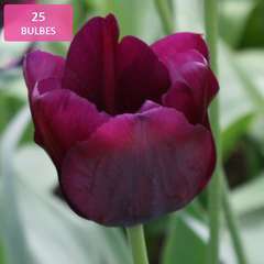 Bulbes de tulipes pourpre - x25