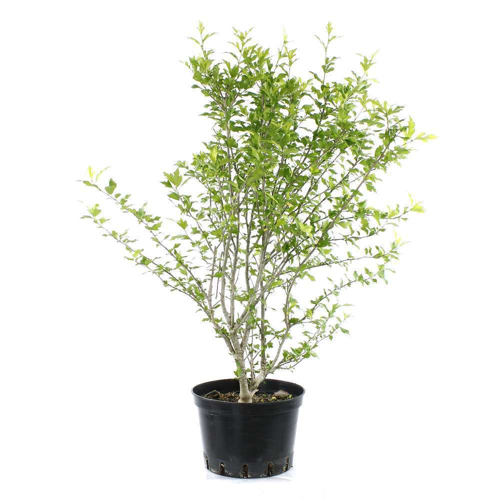 Hibiscus syriacus ‘Lady stanley’ : H.80/100cm, pot 12L