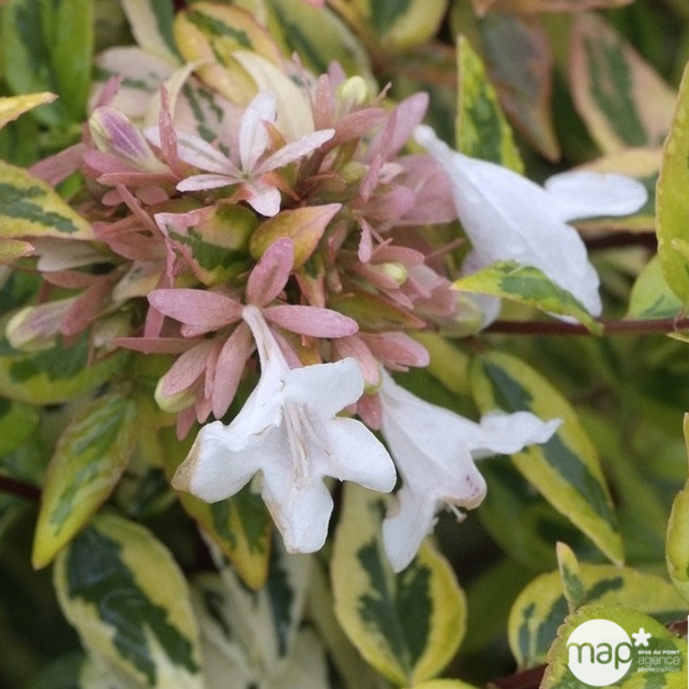 Abelia x grandiflora 'Kaléidoscope'® : Conteneur de 4,5 litres