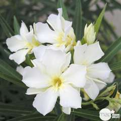 Nerium Oleander Blanc : H70/80cm, D25cm, 7L