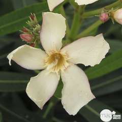 Nerium Oleander Jaune : H70/80cm, D25cm, 7L