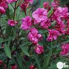 Laurier Rose - Nerium Oleander "Rose": H70/80cm D25cm: pot de 7 litres