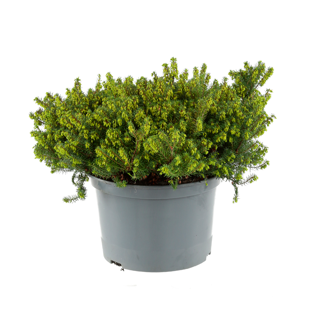 Erica X darleyensis 'Spring Surprise' : conteneur 5 litres (rose sout