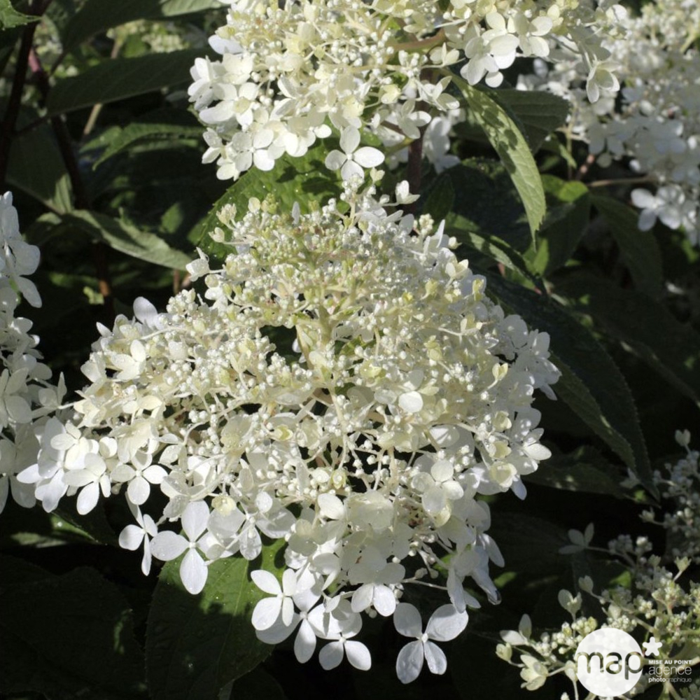 Hydrangea paniculata 'Phantom' : Conteneur de 10 litres