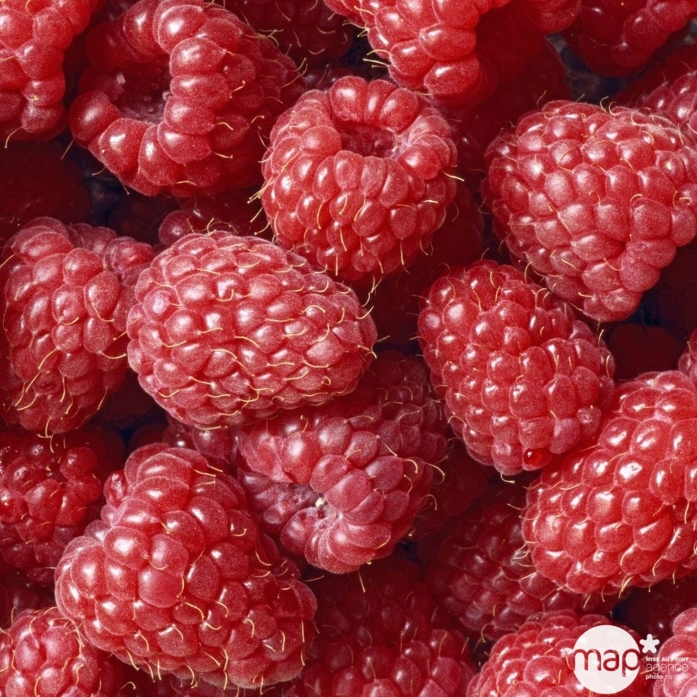 Framboisier 'Glen Ample' bio : pot de 3 litres