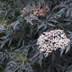 Sambucus nigra Black Lace® 'Eva':pot 4L