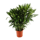 Nerium oleander 'Tricolor' Pot 10L