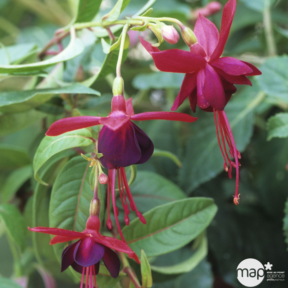 Fuchsia grimpant Lady Boothby : Conteneur de 4 Litres