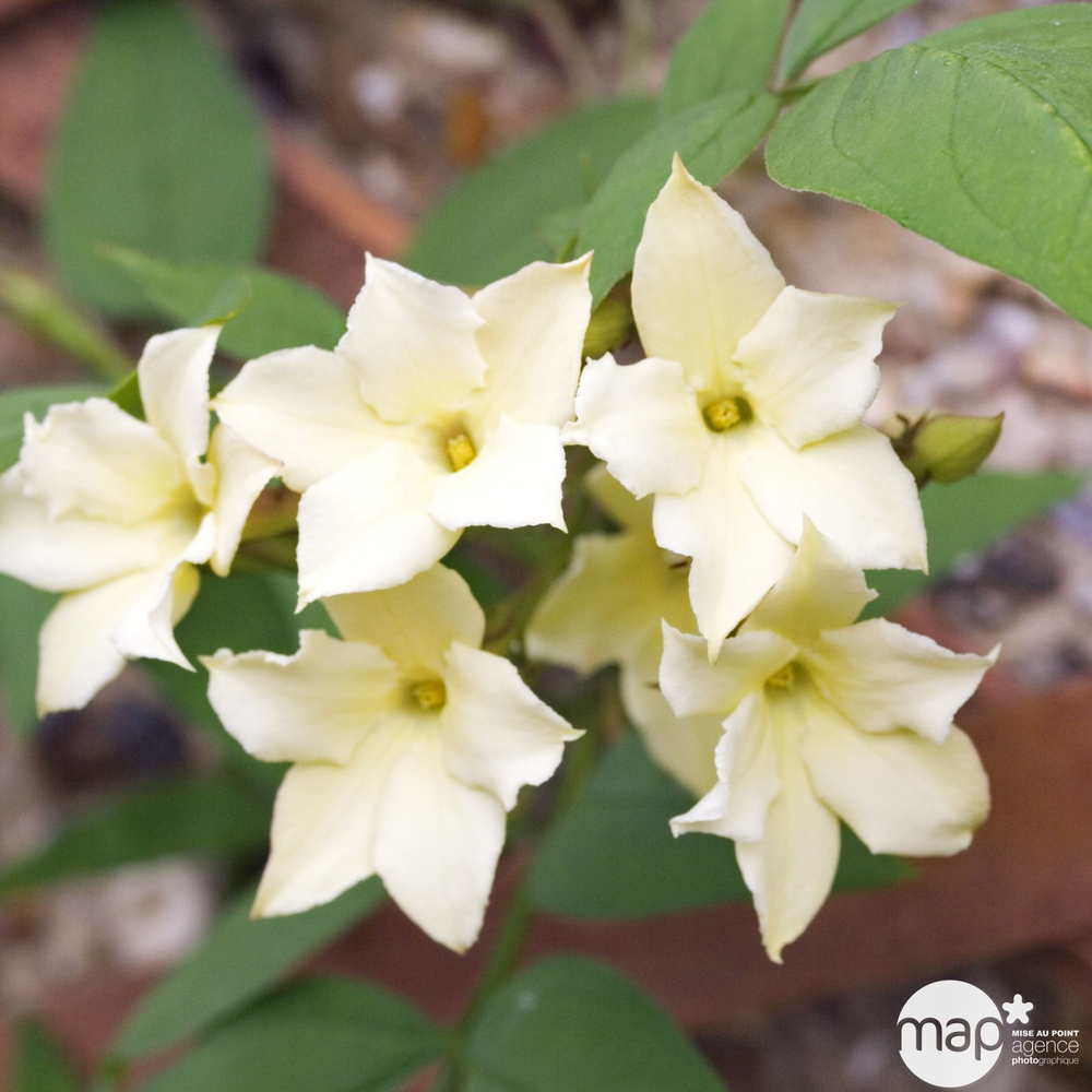 Jasmin clotted cream® devon cream: pot 4L