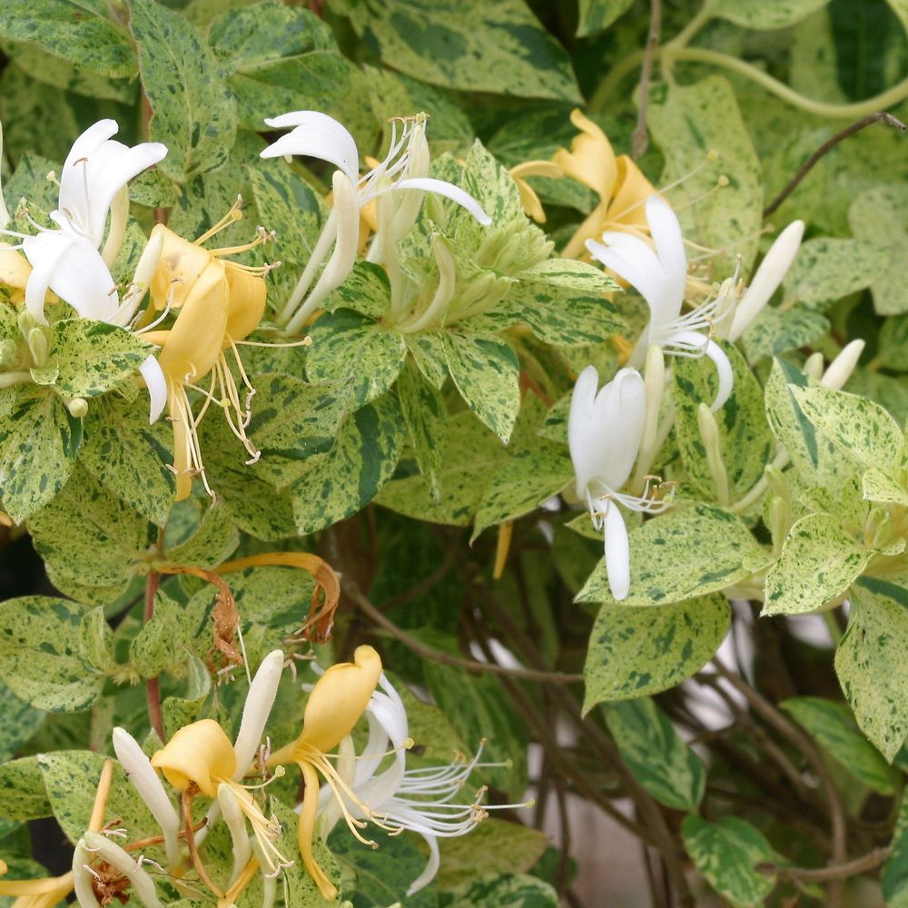 Lonicera Mint Crisp ® : Conteneur 4 Litres