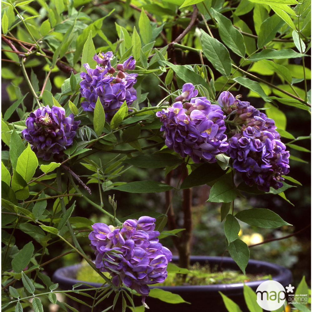 Wisteria x Amethyst Falls ®, ctr de 8,5 Litres