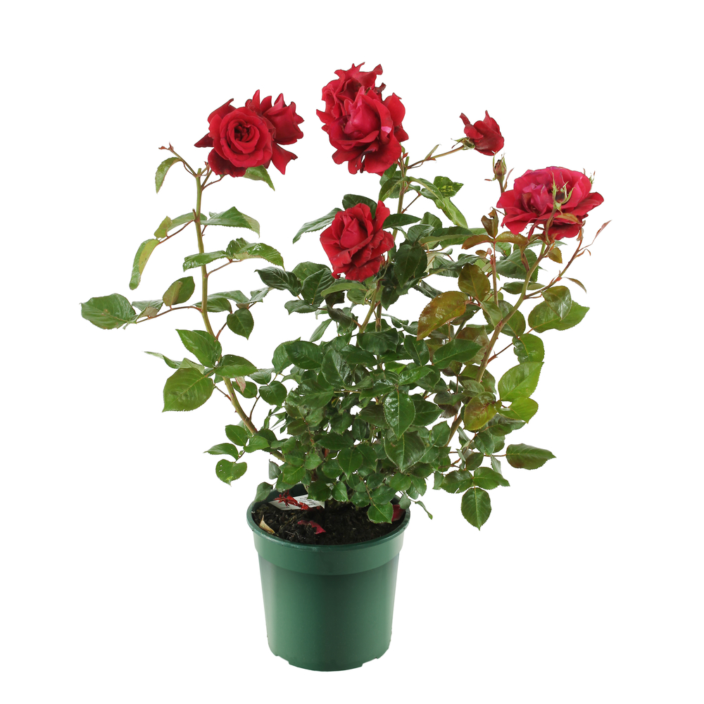 Rosier Le Grand Huit ® (Adharman) :pot décoratif de 6 litres