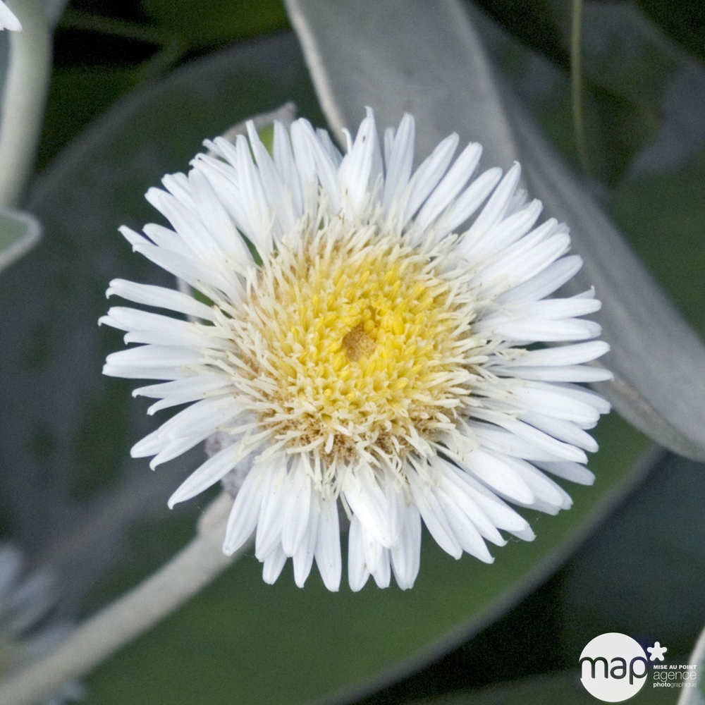 Pachystegia insignis: conteneur 4 litres