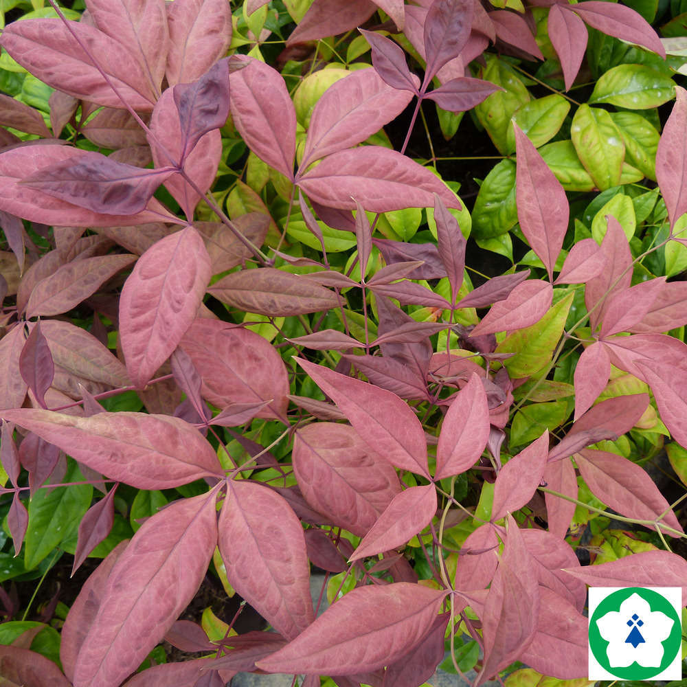 Nandina domestica Blush Pink 'Aka' TM : ctr 3 litres